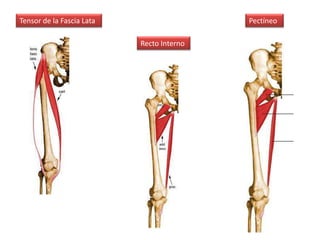 Tensor de la Fascia Lata
Recto Interno
Pectíneo
 