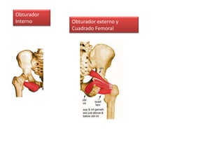 Obturador
Interno Obturador externo y
Cuadrado Femoral
 