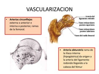 VASCULARIZACION
• Arterias circunflejas
externa o anterior e
interna o posterior, ramas
de la femoral.
• Arteria obturatriz rama de
la ilíaca interna
(hipogástrica) da origen a
la arteria del ligamento
redondo llegando a la
cabeza del fémur
 