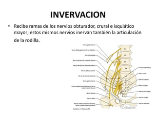 INVERVACION
• Recibe ramas de los nervios obturador, crural e isquiático
mayor; estos mismos nervios inervan también la articulación
de la rodilla.
 
