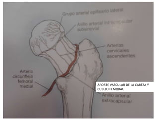 APORTE VASCULAR DE LA CABEZA Y
CUELLO FEMORAL
 