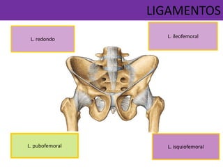 L. pubofemoral
L. ileofemoral
L. isquiofemoral
L. redondo
LIGAMENTOS
 