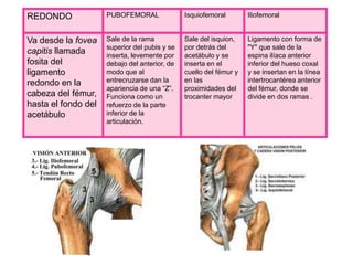 REDONDO PUBOFEMORAL Isquiofemoral Iliofemoral
Va desde la fovea
capitis llamada
fosita del
ligamento
redondo en la
cabeza del fémur,
hasta el fondo del
acetábulo
Sale de la rama
superior del pubis y se
inserta, levemente por
debajo del anterior, de
modo que al
entrecruzarse dan la
apariencia de una “Z”.
Funciona como un
refuerzo de la parte
inferior de la
articulación.
Sale del isquion,
por detrás del
acetábulo y se
inserta en el
cuello del fémur y
en las
proximidades del
trocanter mayor
Ligamento con forma de
"Y" que sale de la
espina ilíaca anterior
inferior del hueso coxal
y se insertan en la línea
intertrocantérea anterior
del fémur, donde se
divide en dos ramas .
 