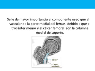 Se le da mayor importancia al componente óseo que al
vascular de la parte medial del femur, debido a que el
trocánter menor y el cálcar femoral son la columna
medial de soporte.
 