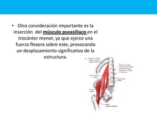 • Otra consideración importante es la
inserción del músculo psoasilíaco en el
trocánter menor, ya que ejerce una
fuerza flexora sobre este, provocando
un desplazamiento significativo de la
estructura.
 