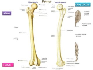 ILÍACO
SACRO y CÓCCIX
FÉMUR
 