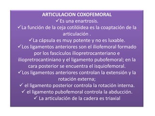 ARTICULACION COXOFEMORAL
Es una enartrosis.
La función de la ceja cotilóidea es la coaptación de la
articulación .
La cápsula es muy potente y no es luxable.
Los ligamentos anteriores son el iliofemoral formado
por los fascículos iliopretrocanteriano e
iliopretrocantiniano y el ligamento pubofemoral; en la
cara posterior se encuentra el isquiofemoral.
Los ligamentos anteriores controlan la extensión y la
rotación externa;
 el ligamento posterior controla la rotación interna.
 el ligamento pubofemoral controla la abducción.
 La articulación de la cadera es triaxial
 