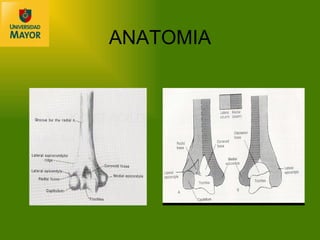 ANATOMIA 