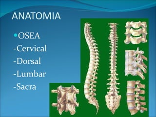 ANATOMIA OSEA -Cervical -Dorsal -Lumbar -Sacra 