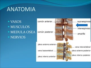 ANATOMIA VASOS MUSCULOS  MEDULA OSEA NERVIOS 