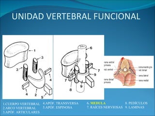 UNIDAD VERTEBRAL FUNCIONAL 4.APÓF. TRANSVERSA  5.APÓF. ESPINOSA 6 .  MEDULA  8. PEDÍCULOS  7. RAÍCES NERVIOSAS  9. LAMINAS 1.CUERPO VERTEBRAL  2.ARCO VERTEBRAL  3.APÓF. ARTICULARES 