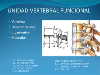 UNIDAD VERTEBRAL FUNCIONAL Vertebra Disco vertebral Ligamentos Musculos 1.L. SUPRAESPINOSO  2.L. INTERESPINOSO  3.L. INTERTRANSVERSO  4. L. CAPSULARES  5. L. AMARILLO OTROS MENOS POTENTES: 6. L. LONGITUDINAL POSTERIOR 7. L. LONGITUDINAL ANTERIOR 8. L. ANULAR 