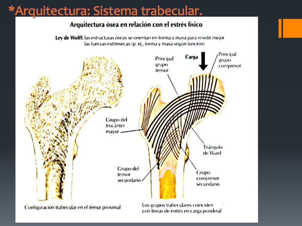 Fracturas De Femur Proximal