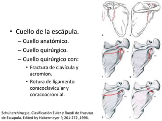 • Cuello de la escápula.
– Cuello anatómico.
– Cuello quirúrgico.
– Cuello quirúrgico con:
• Fractura de clavícula y
acromion.
• Rotura de ligamento
coracoclavicular y
coracoacromial.
Schulterchirurgie. Clasificación Euler y Ruedi de fracutas
de Escapula. Edited by Habermeyer P, 261-272 ,1996.
 