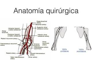 Anatomía quirúrgica
 