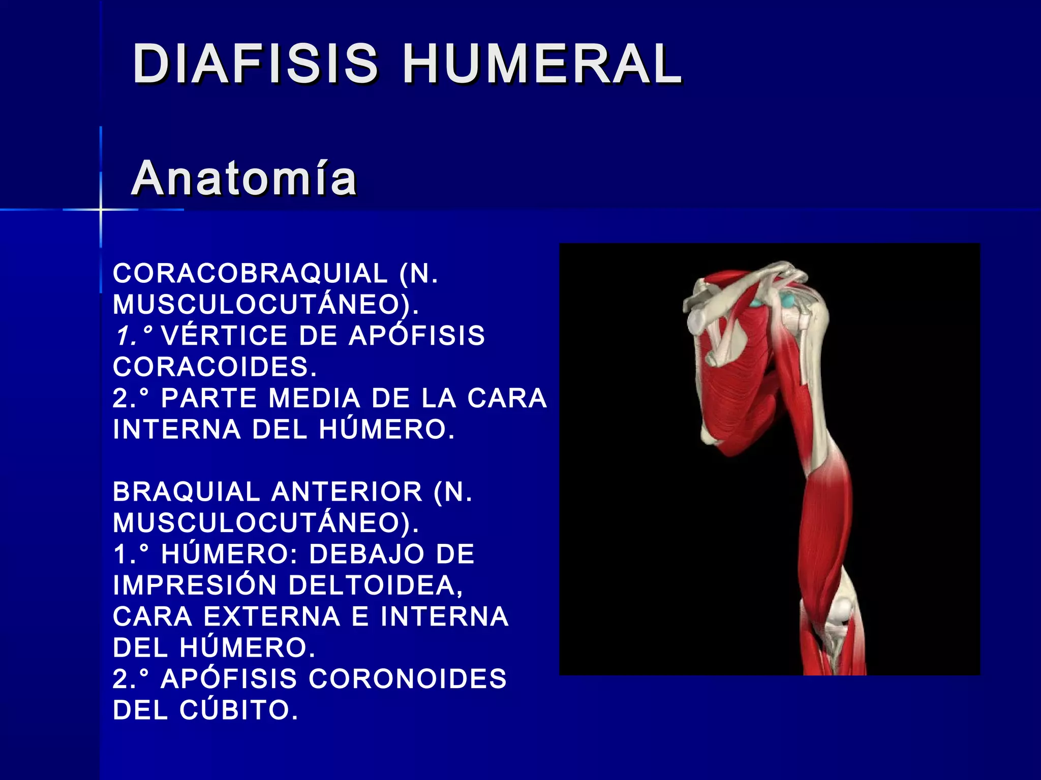 Fracturas de la diafisis humeral | PPT