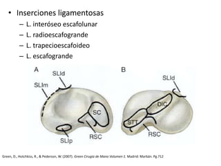 • Inserciones ligamentosas 
– L. interóseo escafolunar 
– L. radioescafogrande 
– L. trapecioescafoideo 
– L. escafogrande 
Green, D., Hotchkiss, R., & Pederson, W. (2007). Green Cirugía de Mano Volumen 1. Madrid: Marbán. Pg.712 
 