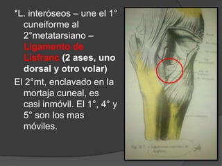 *L. interóseos – une el 1°
cuneiforme al
2°metatarsiano –
Ligamento de
Lisfranc (2 ases, uno
dorsal y otro volar)
El 2°mt, enclavado en la
mortaja cuneal, es
casi inmóvil. El 1°, 4° y
5° son los mas
móviles.
 