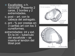  Escafoides: o h.
navicular. Presenta 2
caras, 2 bordes y 2
extremidades.
c. post – art. con la
cabeza del astragalo.
c. ant - % por crestas en
3 carillas art con los 3
cuneiformes.
extremidades: int y ext.
En la int – tuberculo
del escafoide – se
inserta el tendon del
tibial post
 
