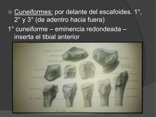  Cuneiformes: por delante del escafoides. 1°,
2° y 3° (de adentro hacia fuera)
1° cuneiforme – eminencia redondeada –
inserta el tibial anterior
 