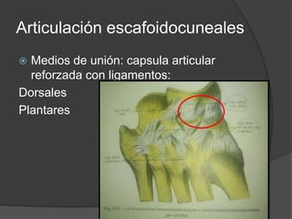 Articulación escafoidocuneales
 Medios de unión: capsula articular
reforzada con ligamentos:
Dorsales
Plantares
 