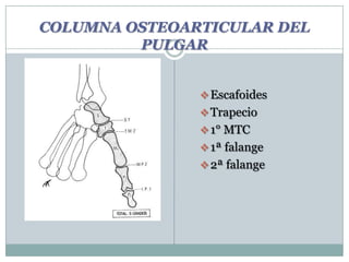 COLUMNA OSTEOARTICULAR DEL
PULGAR
Escafoides
Trapecio
1° MTC
1ª falange
2ª falange
 