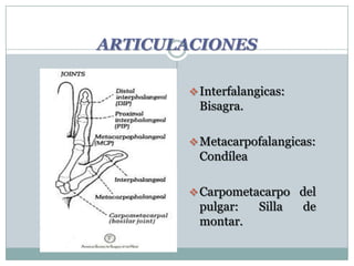 ARTICULACIONES
Interfalangicas:
Bisagra.
Metacarpofalangicas:
Condílea
Carpometacarpo del
pulgar: Silla de
montar.
 