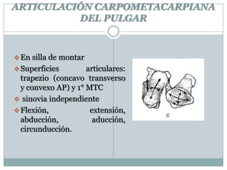 ARTICULACIÓN CARPOMETACARPIANA
DEL PULGAR
En silla de montar
Superficies articulares:
trapezio (concavo transverso
y convexo AP) y 1° MTC
 sinovia independiente
Flexión, extensión,
abducción, aducción,
circunducción.
 