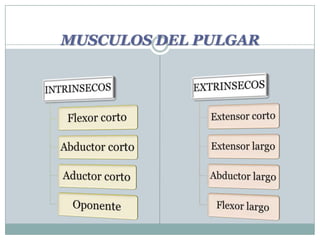 MUSCULOS DEL PULGAR
 