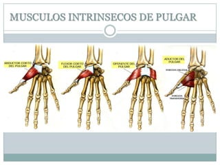 MUSCULOS INTRINSECOS DE PULGAR
 
