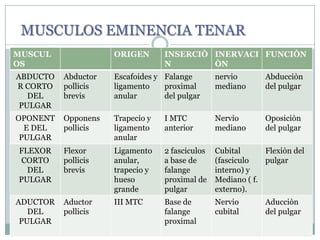 MUSCULOS EMINENCIA TENAR
MUSCUL
OS
ORIGEN INSERCIÒ
N
INERVACI
ÒN
FUNCIÒN
ABDUCTO
R CORTO
DEL
PULGAR
Abductor
pollicis
brevis
Escafoides y
ligamento
anular
Falange
proximal
del pulgar
nervio
mediano
Abducciòn
del pulgar
OPONENT
E DEL
PULGAR
Opponens
pollicis
Trapecio y
ligamento
anular
I MTC
anterior
Nervio
mediano
Oposiciòn
del pulgar
FLEXOR
CORTO
DEL
PULGAR
Flexor
pollicis
brevis
Ligamento
anular,
trapecio y
hueso
grande
2 fasciculos
a base de
falange
proximal de
pulgar
Cubital
(fasciculo
interno) y
Mediano ( f.
externo).
Flexiòn del
pulgar
ADUCTOR
DEL
PULGAR
Aductor
pollicis
III MTC Base de
falange
proximal
Nervio
cubital
Aducciòn
del pulgar
 
