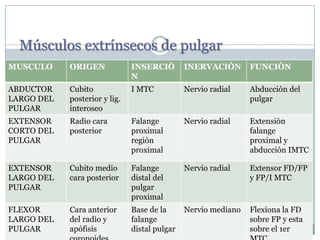 Músculos extrínsecos de pulgar
MUSCULO ORIGEN INSERCIÒ
N
INERVACIÒN FUNCIÒN
ABDUCTOR
LARGO DEL
PULGAR
Cubito
posterior y lig.
interoseo
I MTC Nervio radial Abducciòn del
pulgar
EXTENSOR
CORTO DEL
PULGAR
Radio cara
posterior
Falange
proximal
regiòn
proximal
Nervio radial Extensiòn
falange
proximal y
abducciòn IMTC
EXTENSOR
LARGO DEL
PULGAR
Cubito medio
cara posterior
Falange
distal del
pulgar
proximal
Nervio radial Extensor FD/FP
y FP/I MTC
FLEXOR
LARGO DEL
PULGAR
Cara anterior
del radio y
apófisis
Base de la
falange
distal pulgar
Nervio mediano Flexiona la FD
sobre FP y esta
sobre el 1er
 