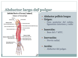 Abductor largo del pulgar
 Abductor pollicis longus
 Origen:
 Cara posterior del cubito,
ligamento interóseo y radio
 Inserción:
 Base del 1° MTC.
 Inervación:
 Nervio radial.
 Acción:
 Abductor del pulgar.
 