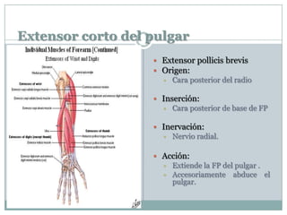 Extensor corto del pulgar
 Extensor pollicis brevis
 Origen:
 Cara posterior del radio
 Inserción:
 Cara posterior de base de FP
 Inervación:
 Nervio radial.
 Acción:
 Extiende la FP del pulgar .
 Accesoriamente abduce el
pulgar.
 