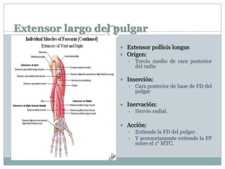 Extensor largo del pulgar
 Extensor pollicis longus
 Origen:
 Tercio medio de cara posterior
del radio
 Inserción:
 Cara posterior de base de FD del
pulgar
 Inervación:
 Nervio radial.
 Acción:
 Extiende la FD del pulgar .
 Y accesoriamente extiende la FP
sobre el 1° MTC.
 