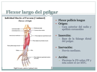 Flexor largo del pulgar
 Flexor pollicis longus
 Origen:
 Cara anterior del radio y
apófisis coronoides
 Inserción:
 Base de la falange distal
del pulgar.
 Inervación:
 Nervio mediano.
 Acción:
 Flexiona la FD sobre FP y
esta sobre el 1er MTC.
 
