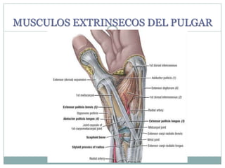 MUSCULOS EXTRINSECOS DEL PULGAR
 