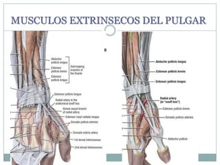 MUSCULOS EXTRINSECOS DEL PULGAR
 