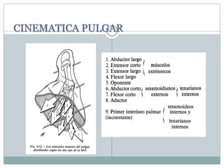 CINEMATICA PULGAR
 
