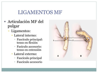 LIGAMENTOS MF
 Articulación MF del
pulgar
 Ligamentos:
 Lateral interno:
 Fascículo principal:
tenso en flexión
 Fasículo accesorio:
tenso en extensión
 Lateral externo:
 Fascículo principal
 Fascículo accesorio
 