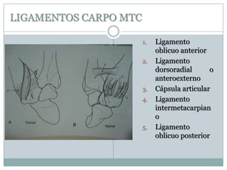LIGAMENTOS CARPO MTC
1. Ligamento
oblicuo anterior
2. Ligamento
dorsoradial o
anteroexterno
3. Cápsula articular
4. Ligamento
intermetacarpian
o
5. Ligamento
oblicuo posterior
5
 