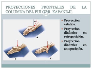 PROYECCIONES FRONTALES DE LA
COLUMNA DEL PULGAR. KAPANDJI.
 Proyección
estática.
 Proyección
dinámica en
retroposición.
 Proyección
dinámica en
anteposición.
 