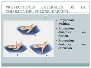 PROYECCIONES LATERALES DE LA
COLUMNA DEL PULGAR. KAPANJI.
 Proyección
estática.
 Proyección
dinámica en
flexión.
 Proyección
dinámica en
extensión.
 