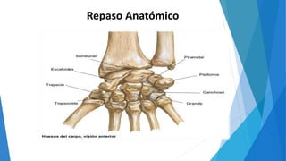 Repaso Anatómico
 
