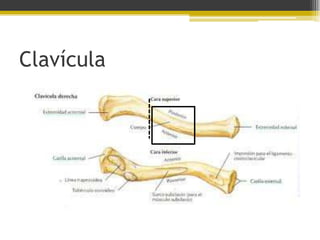 Clavícula

 