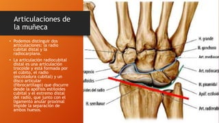 Articulaciones de
la muñeca
• Podemos distinguir dos
articulaciones: la radio
cubital distal y la
radiocarpiana.
• La articulación radiocubital
distal es una articulación
trocoide y está formada por
el cúbito, el radio
(escotadura cubital) y un
disco articular
(fibrocartílago) que discurre
desde la apófisis estiloides
cubital y el extremo distal
del radio, que junto con el
ligamento anular proximal
impide la separación de
ambos huesos.
 