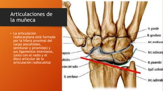 Articulaciones de
la muñeca
• La articulación
radiocarpiana está formada
por la hilera proximal del
carpo (escafoides,
semilunar y piramidal) y
sus ligamentos interóseos,
junto con el radio y el
disco articular de la
articulación radiocubital
 