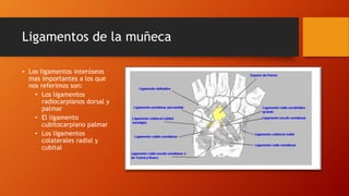 Ligamentos de la muñeca
• Los ligamentos interóseos
mas importantes a los que
nos referimos son:
• Los ligamentos
radiocarpianos dorsal y
palmar
• El ligamento
cubitocarpiano palmar
• Los ligamentos
colaterales radial y
cubital
 