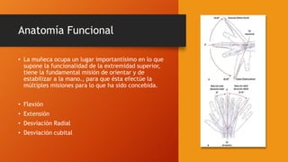 Anatomía Funcional
• La muñeca ocupa un lugar importantísimo en lo que
supone la funcionalidad de la extremidad superior,
tiene la fundamental misión de orientar y de
estabilizar a la mano., para que ésta efectúe la
múltiples misiones para lo que ha sido concebida.
• Flexión
• Extensión
• Desviación Radial
• Desviación cubital
 