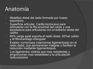 Anatomía
 Metafisis distal del radio formada por hueso
esponjoso.
 Superficie articular. Carilla bicóncava para
articularse con la fila proximal del carpo y una
escotadura para articularse con el extremo distal del
cubito.
 80% carga axial soporta el radio distal, 20%el cubito
y el fibrocartílago triangular
 Existen numerosas inserciones ligamentosas en el
radio distal, que permanecen integras y facilitan la
reducción mediante ligamentotaxis.
 Los ligamentos volares son mas resistentes y
proporcionan mas estabilidad a la articulación
radiocarpiana
 